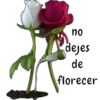COQUETA 22