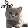 Gatito gris 🐈‍⬛🩶 19