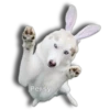 Perritos Husky expresiones 🐺 20
