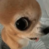 🐶 CHIHUAHUAAA 🎶 13