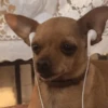 Mood pal perro 🐕🌭 13