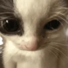 😸 Te lo digo con un gato 😸 14