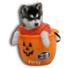 Perritos Husky expresiones 🐺 21