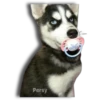 Perritos Husky expresiones 🐺 22
