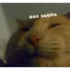 Memes gatitos #3 🐱✨🌷 24