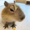 😍 CAPYBARAS 😍 8