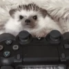 🦔 ERIZO MOODS 🦔 10