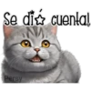 Gatito gris 🐈‍⬛🩶 21