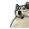 Perritos Husky expresiones 🐺 23