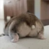 Persy