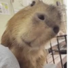 😍 CAPYBARAS 😍 9