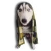 Perritos Husky expresiones 🐺 24