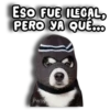 Perritos Husky 🐺💬 28