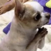 🐶 CHIHUAHUAAA 🎶 14