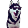 Perritos Husky expresiones 🐺 25