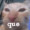 Memes gatitos #3 🐱✨🌷 26