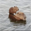 😍 CAPYBARAS 😍 10