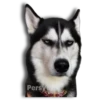 Perritos Husky expresiones 🐺 26