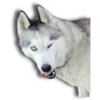 Perritos Husky expresiones 🐺 27