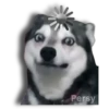 Perritos Husky expresiones 🐺 28