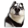 Perritos Husky expresiones 🐺 29