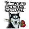 Perritos Husky 🐺💬 29
