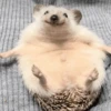 🦔 ERIZO MOODS 🦔 12