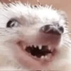 🦔 ERIZO MOODS 🦔 14