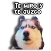 Perritos Husky 🐺💬 30