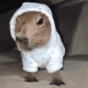 😍 CAPYBARAS 😍 11