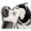 Perritos Husky expresiones 🐺 30