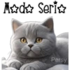 Gatito gris 🐈‍⬛🩶 28