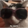 Memes gatitos #3 🐱✨🌷 28