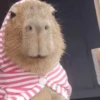 😍 CAPYBARAS 😍 12
