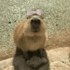 😍 CAPYBARAS 😍 13