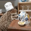 🦔 ERIZO MOODS 🦔 15