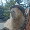 😍 CAPYBARAS 😍 14