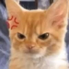 Memes gatitos #3 🐱✨🌷 29