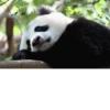 Funny panda😄 5