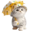 Gato bebé💞4🇵🇪Clásica 5