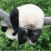 Funny panda😄 6