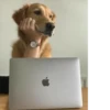 Dogs cute ( @Aestelar ) 5