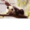 Funny panda😄 7