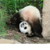 Funny panda😄 8