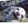 Dogs cute ( @Aestelar ) 8