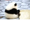 Funny panda😄 9
