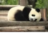 Funny panda😄 10