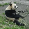 Funny panda😄 11