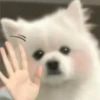Expresiones perrito blanco🤍 17