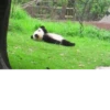 Funny panda😄 13